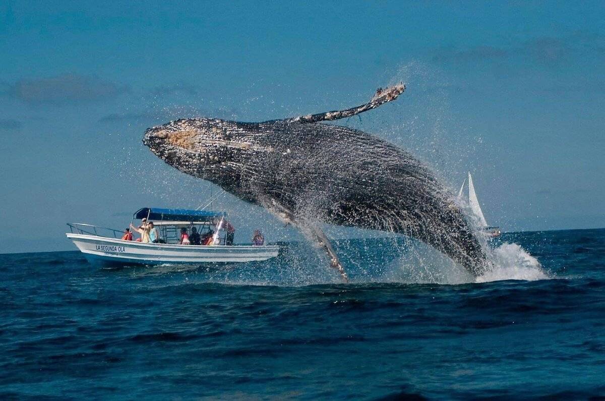 Tour de avistamiento de ballenas con transporte privado